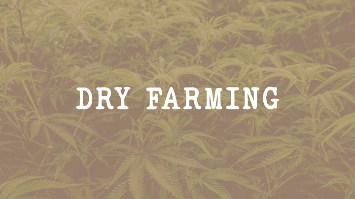 Dry-Farming la culture sèche dans le cannabis