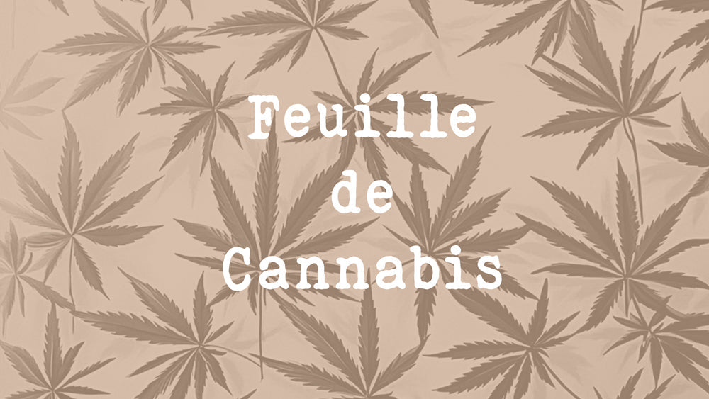 La Feuille de Cannabis : Un Trésor Méconnu aux Multiples Vertus
