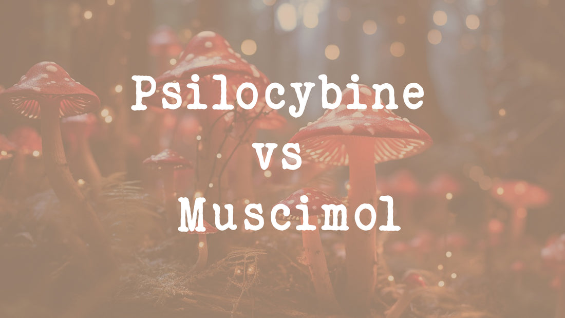 Les différences entre Psilocybine vs Muscimol