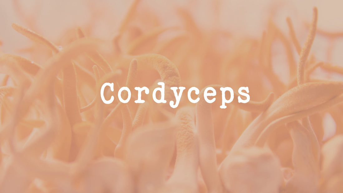 Tout savoir sur le Cordyceps - Champignon médicinal