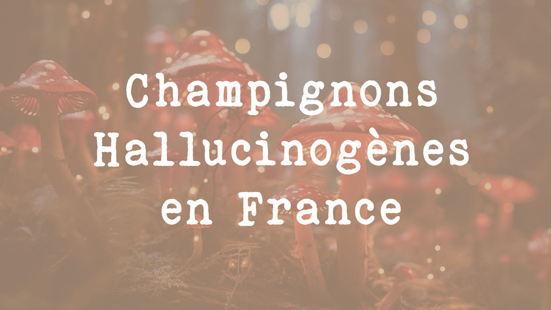 Champignons hallucinogènes en France