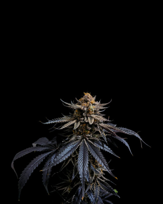 Blue-Lavande-meilleure-fleur-CBD---Happy-Pousse---Indoor-France