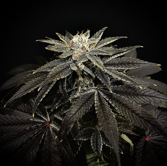 Fleurs CBD Dark Saphir Happy Pousse indoor France — pré-roll 1g sans nicotine arômes boisés