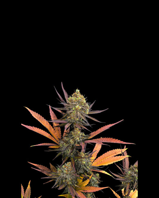 Lemon-Grace-meilleure-fleur-CBD---Happy-Pousse---Indoor-France