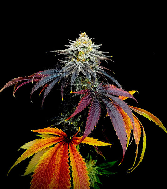 Pré-Roll CBD - Rainbow Gaz 🌈