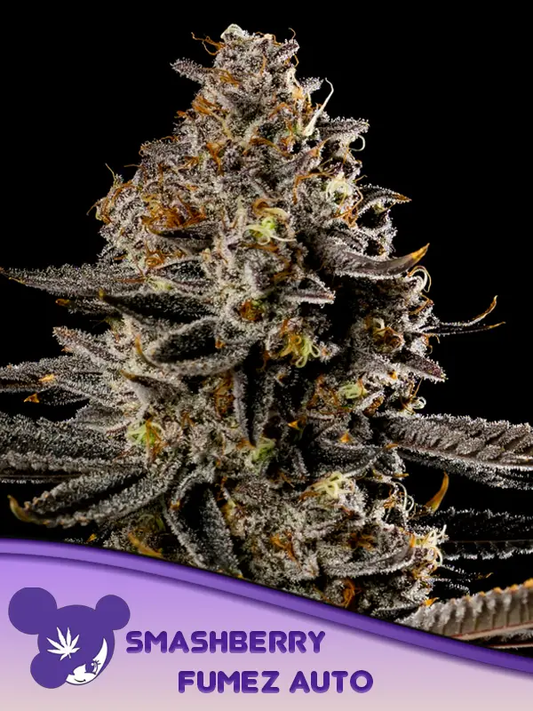 Graines Smashberry Fumez Auto – Pack de 3 (Anesia Seeds)