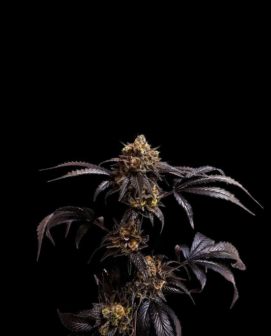 Violine-OG-meilleure-fleur-CBD---Happy-Pousse---Indoor-France