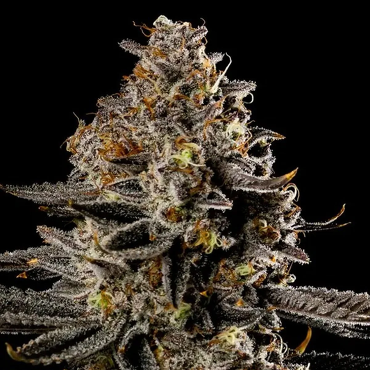 Graines Smashberry Fumez Auto – Pack de 3 (Anesia Seeds)