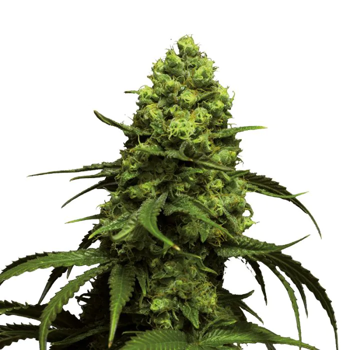 Monsterbud Autofloraison – Growers Choice