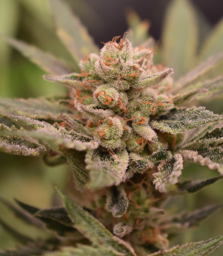 Papaya & Banana - Old School Genetics