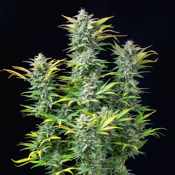 Quick One - Royal Queen Seeds | Graines Autofloraison x3