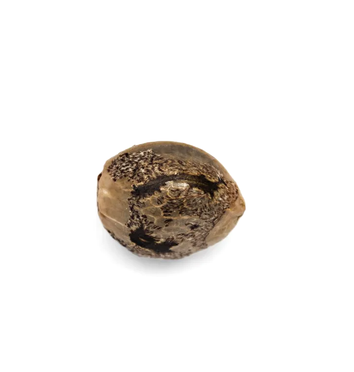 Graines de Cannabis féminisées - Cannabis seeds Plant of Life - Faire germer ses graines de cannabis