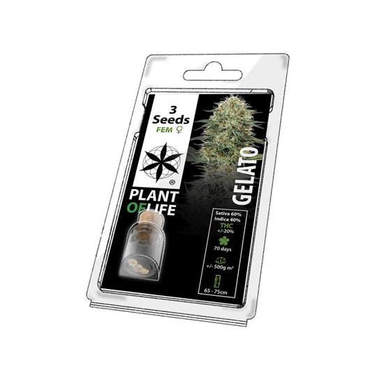 Graines de Cannabis THC Gelato - Cali - PLANT OF LIFE - Faire pousser des graines de cannabis