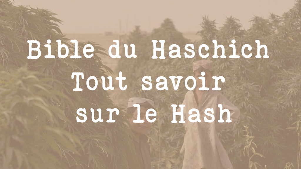 Bible du haschich Tout savoir sur le hash ! Résine de cannabis