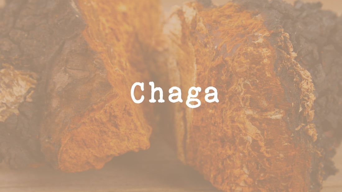 Tout savoir sur le Chaga