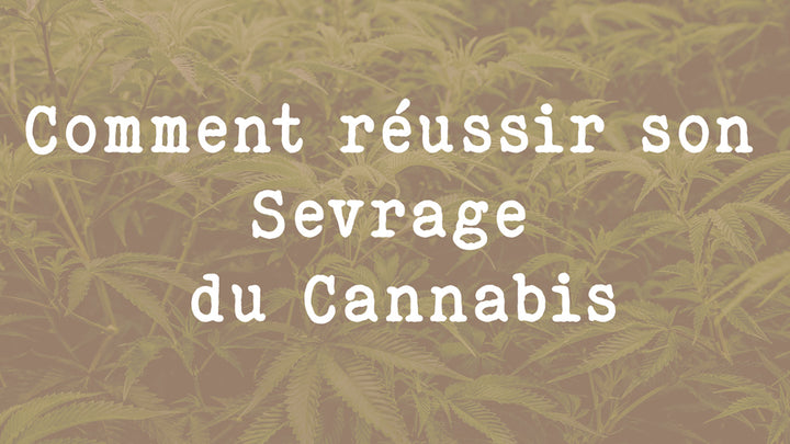 Comment réussir son Sevrage du Cannabis - arret cannabis