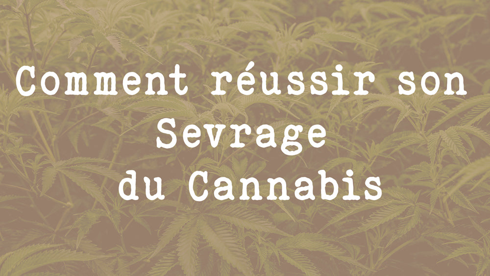 Comment réussir son Sevrage du Cannabis - arret cannabis