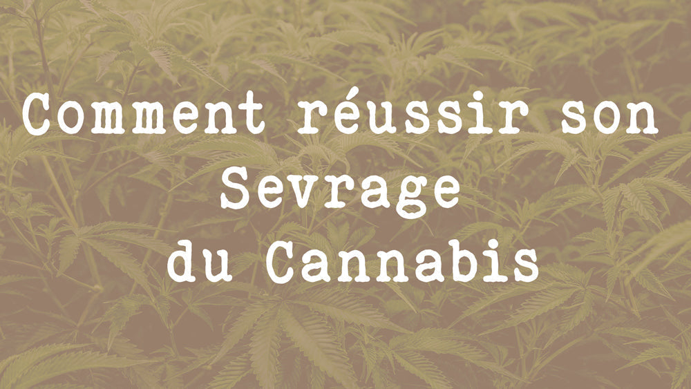 Comment réussir son Sevrage du Cannabis - arret cannabis