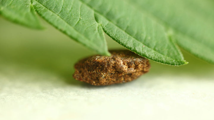 Comment est fabriqué le hash CBD ?