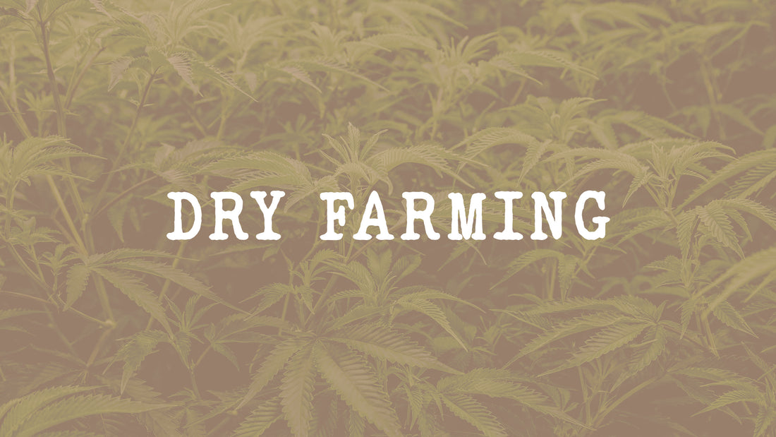 Dry-Farming la culture sèche dans le cannabis 