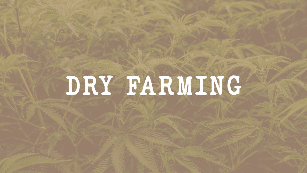 Dry-Farming la culture sèche dans le cannabis 