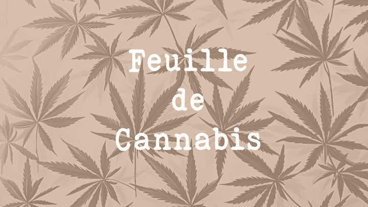 La Feuille de Cannabis : Un Trésor Méconnu aux Multiples Vertus