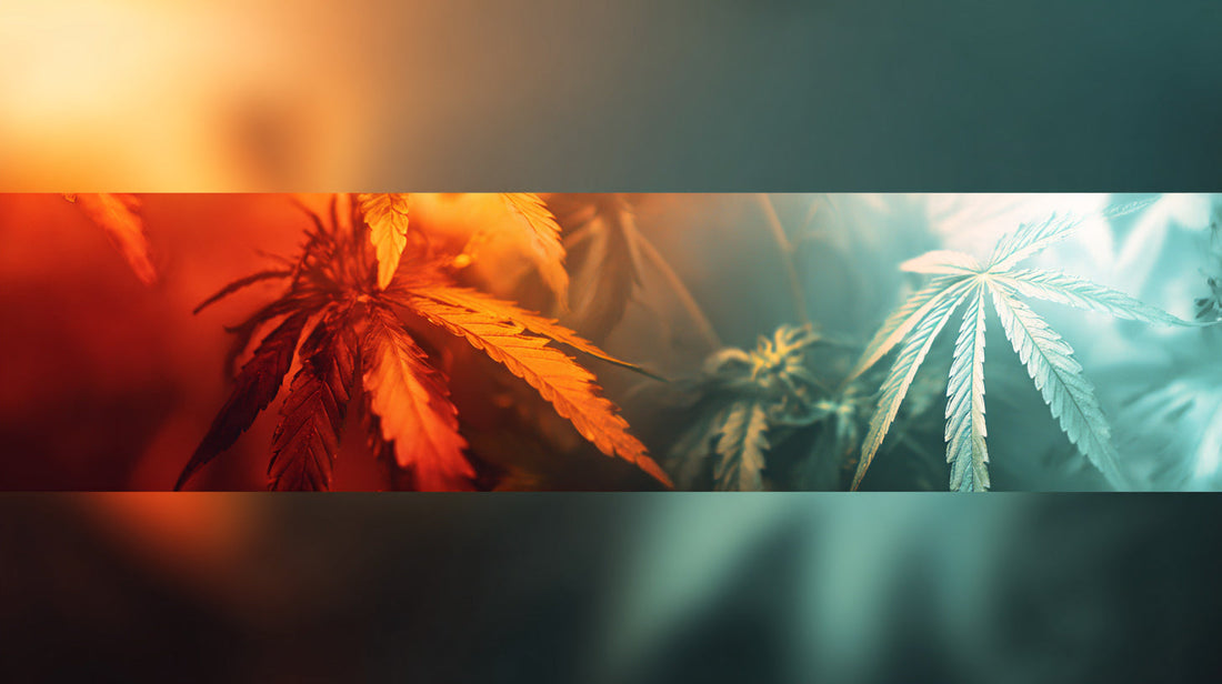 Histoire du THC : de la plante sacrée à la molécule controversée