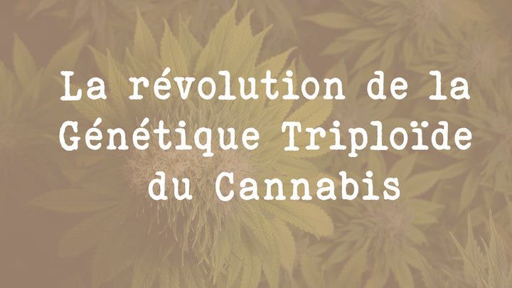 La révolution de la Génétique Triploïde du Cannabis