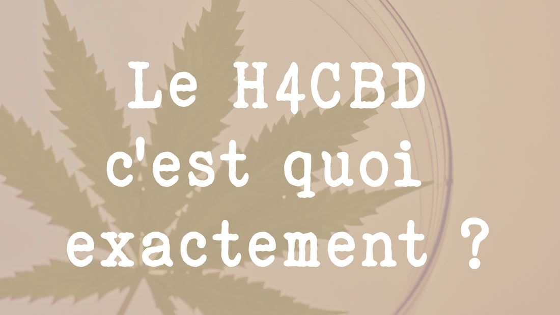 Le H4CBD c'est quoi exactement ? H4CBD CBD hydrogéné hexahydrocannabidiol