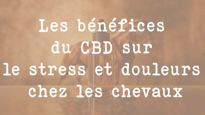 Les bénéfices du CBD sur le stress et douleurs chez les chevaux
