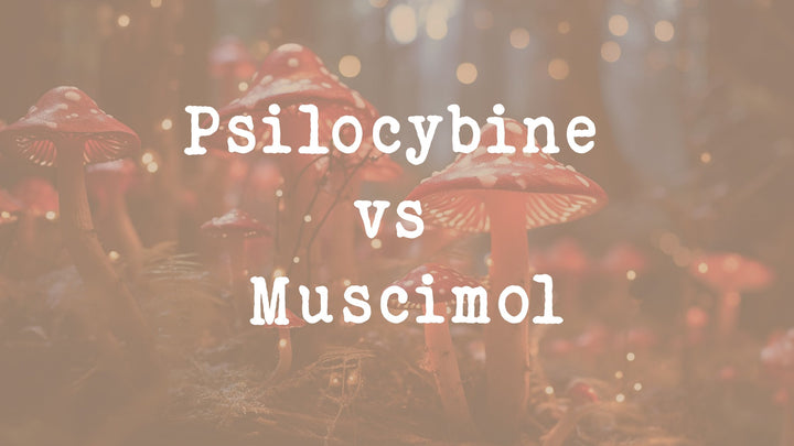 Les différences entre Psilocybine vs Muscimol