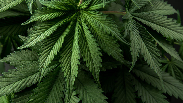 Résine CBD puissante : tout savoir sur les taux CBD