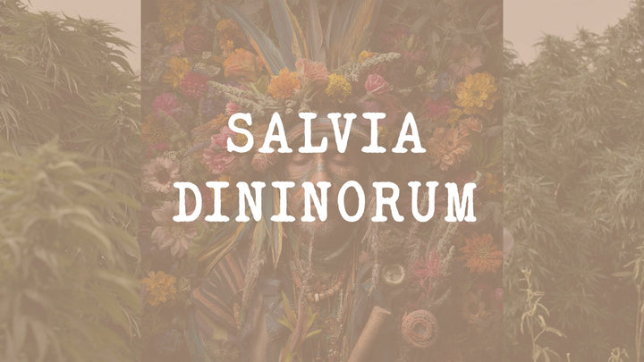 Salvia divinorum : Plante Sacrée et Puissant Psychotrope Naturel