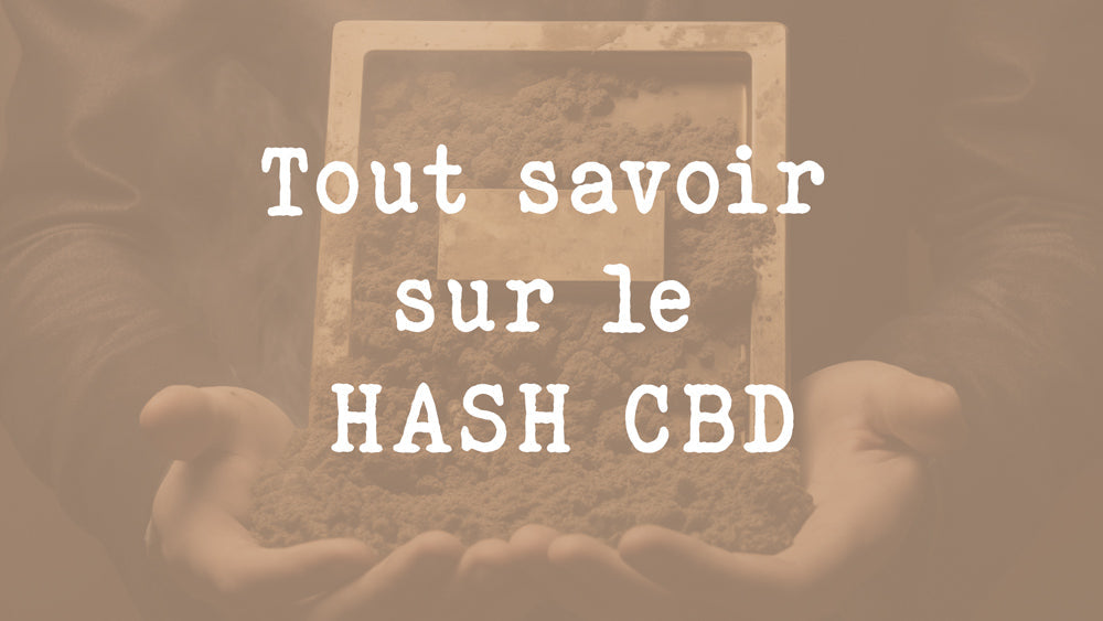 Tout savoir sur le Hash CBD : Le guide ultime pour les amateurs de résine de chanvre