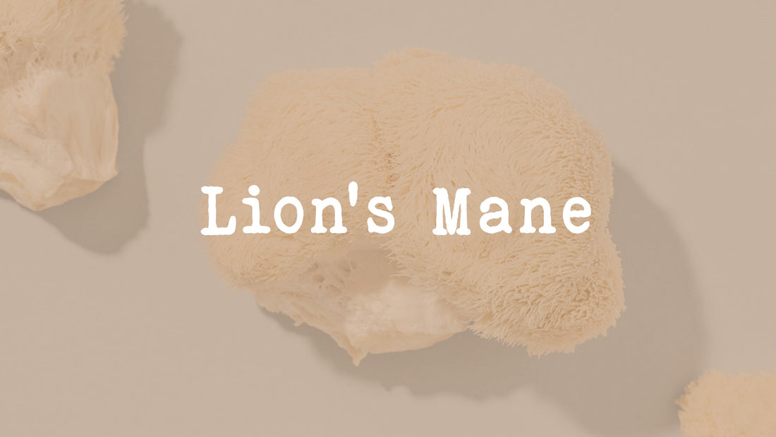 Tout savoir sur le Lion's Mane - French Mush