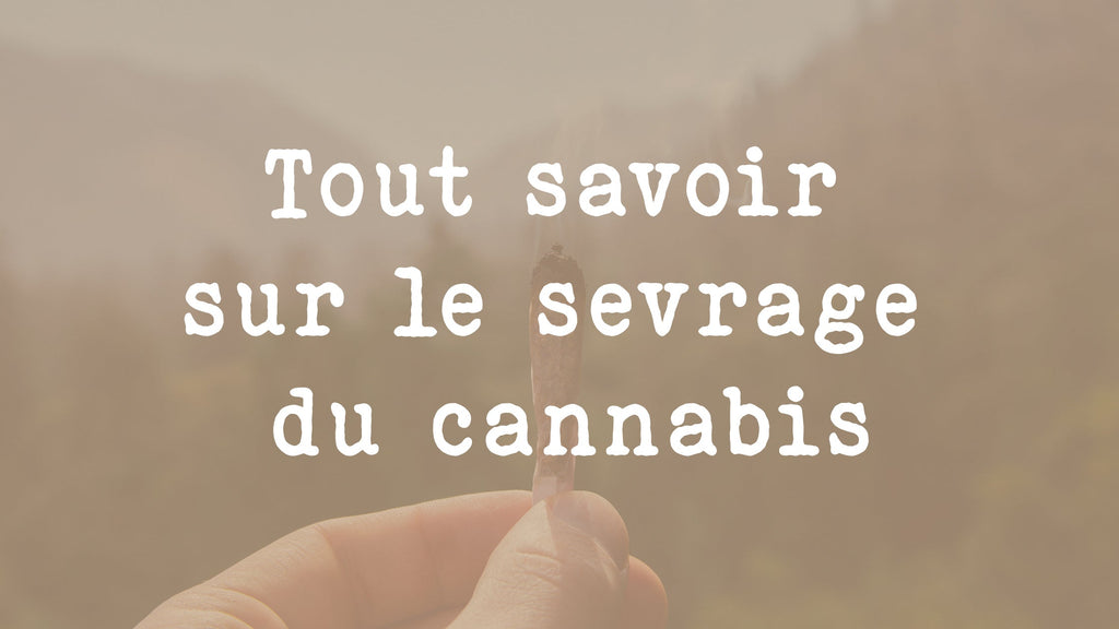 Tout savoir sur le sevrage du cannabis : nos conseils pour s’en sortir avec l’aide du CBD