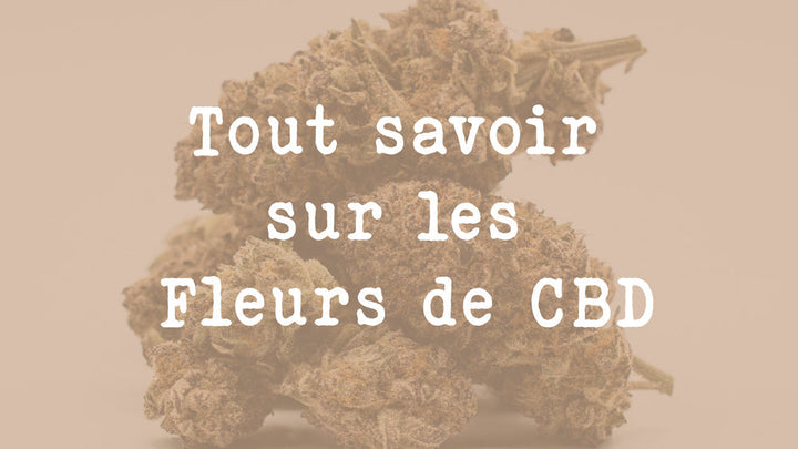 Tout savoir sur les Fleurs de CBD