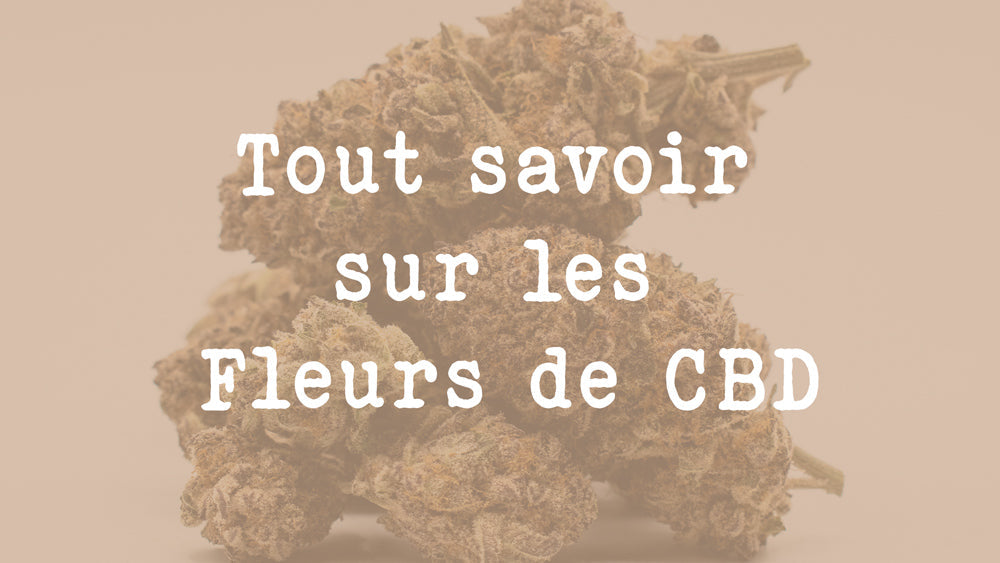 Tout savoir sur les Fleurs de CBD