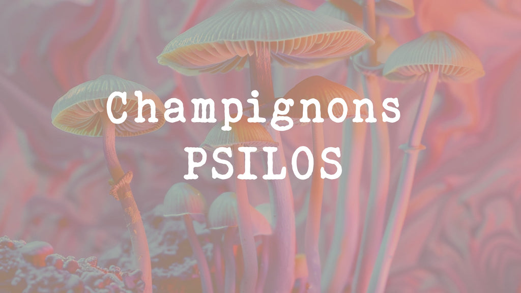 Les champignons hallucinogènes Psilos : guide complet