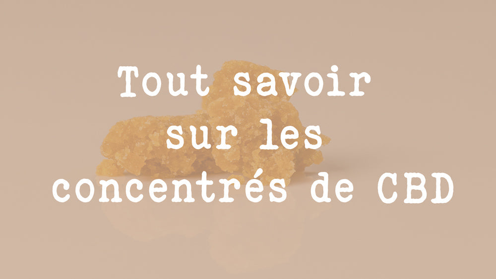 Tout savoir sur les concentrés de CBD Crumble, Rosin, Shatter et BHO
