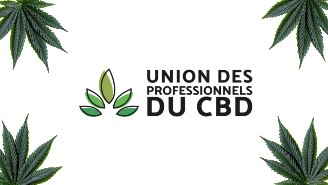 Barong rejoint l'union des Professionnels du CBD