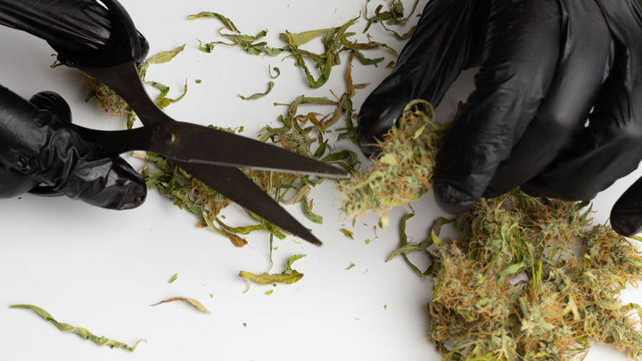 C'est quoi le trim CBD