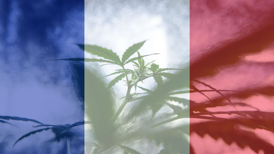 Delta-9 THC en France : ce que dit la loi