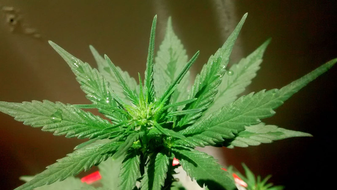 Delta-9 THC : effets, mécanismes et usage responsable