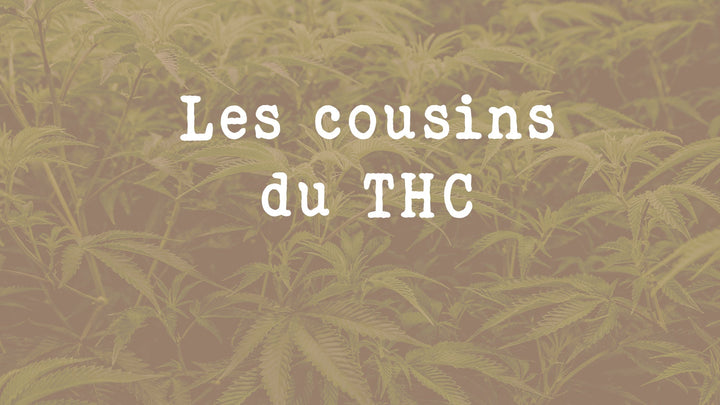 Tout connaitre sur le THCA, THCV, Delta-8, Delta-10 et THCO