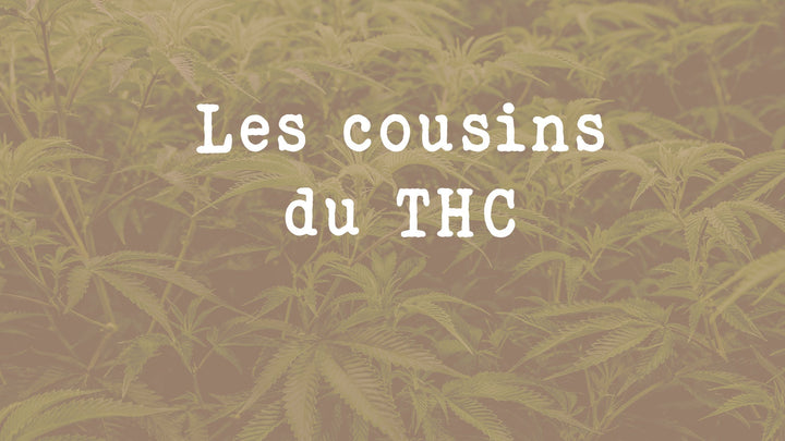 Tout connaitre sur le THCA, THCV, Delta-8, Delta-10 et THCO