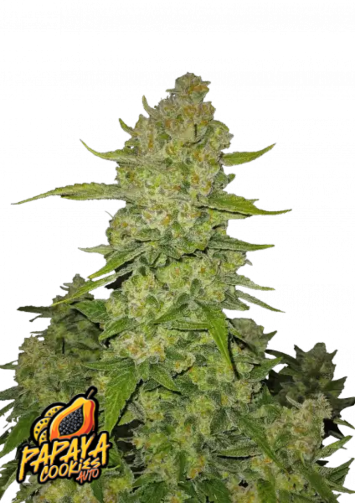 Papaya Cookies Auto – 420 Fast Buds x3
