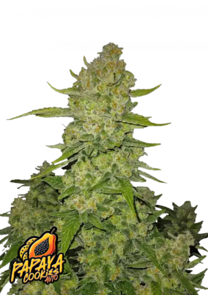 Papaya Cookies Auto – 420 Fast Buds x3