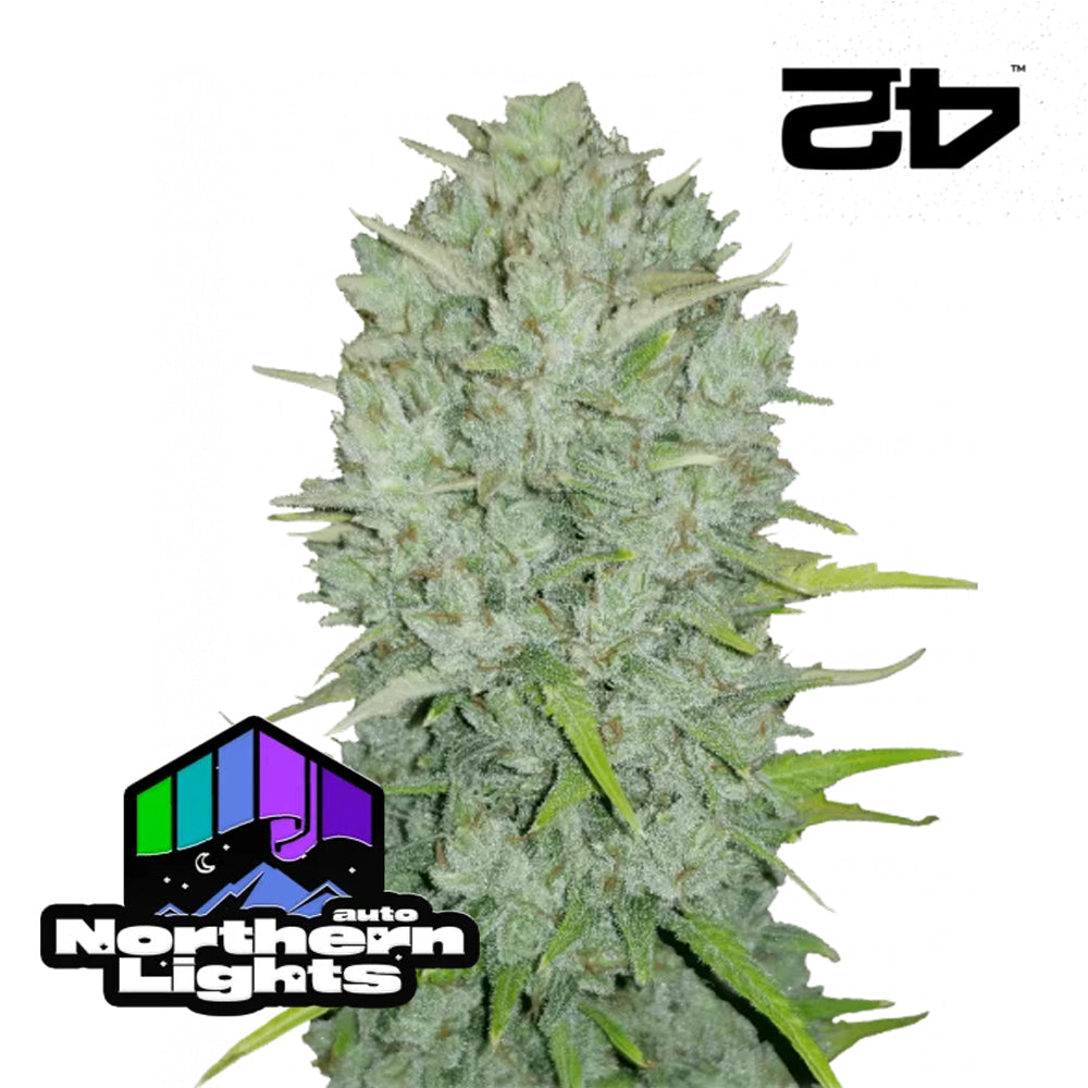 Graines Original Auto Northern Lights - FastBuds
