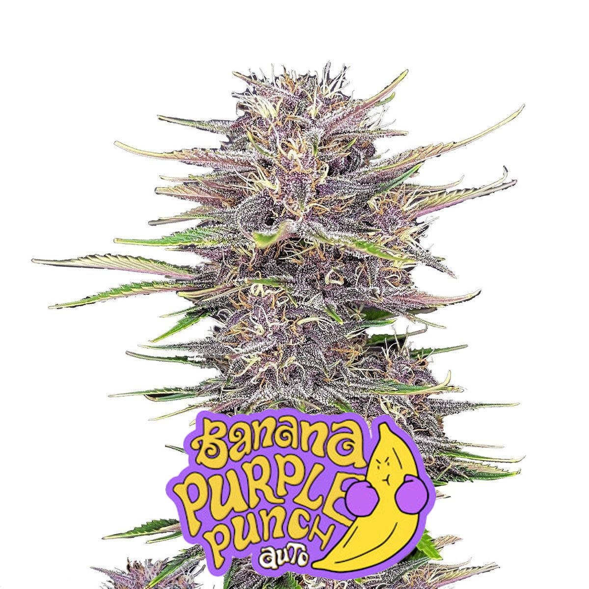 Graine Banana Purple Punch Auto – FastBuds seed cannabis